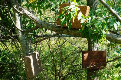 Forested Walls