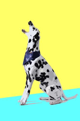 Dalmatian